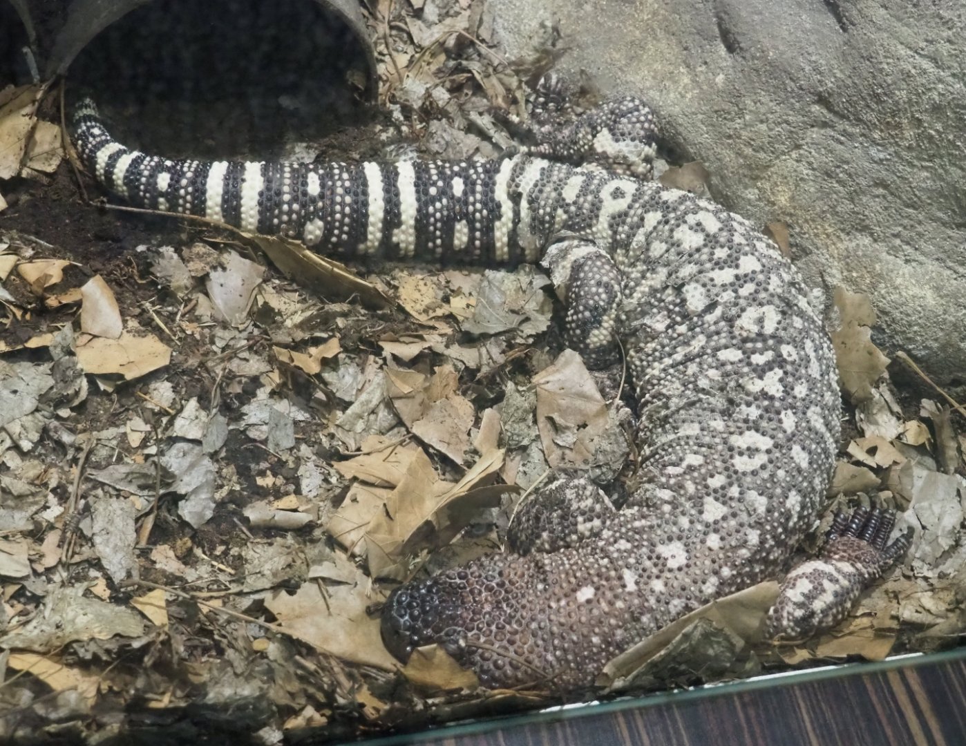 Rio Fuerte beaded lizard (Heloderma horridum exasperatum), Feb 27th, 2019
