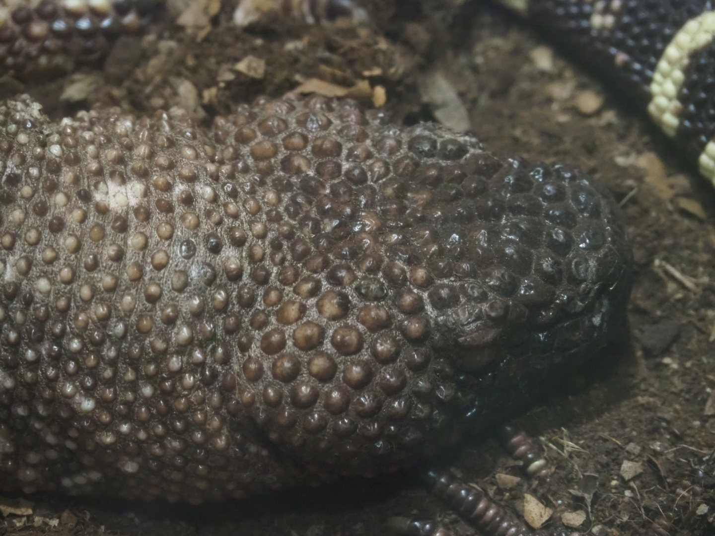 Rio Fuerte beaded lizard (Heloderma horridum exasperatum) head, 2019-04-20