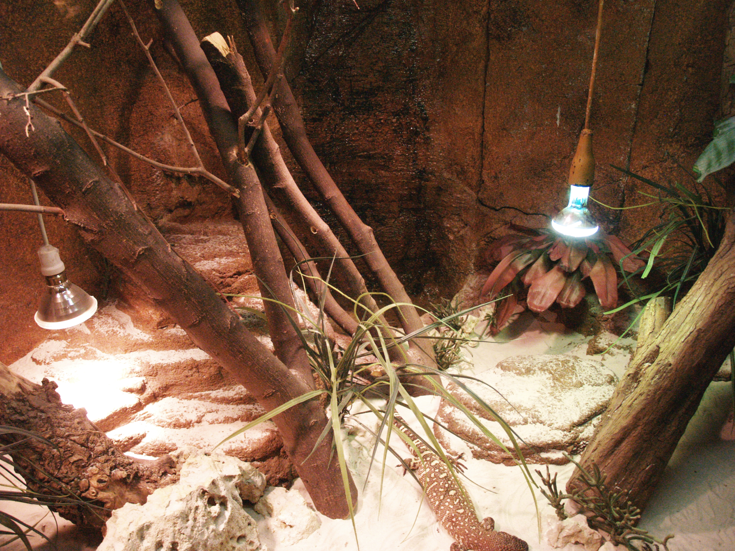 Rio Fuerte beaded lizard terrarium, 2009-04-14