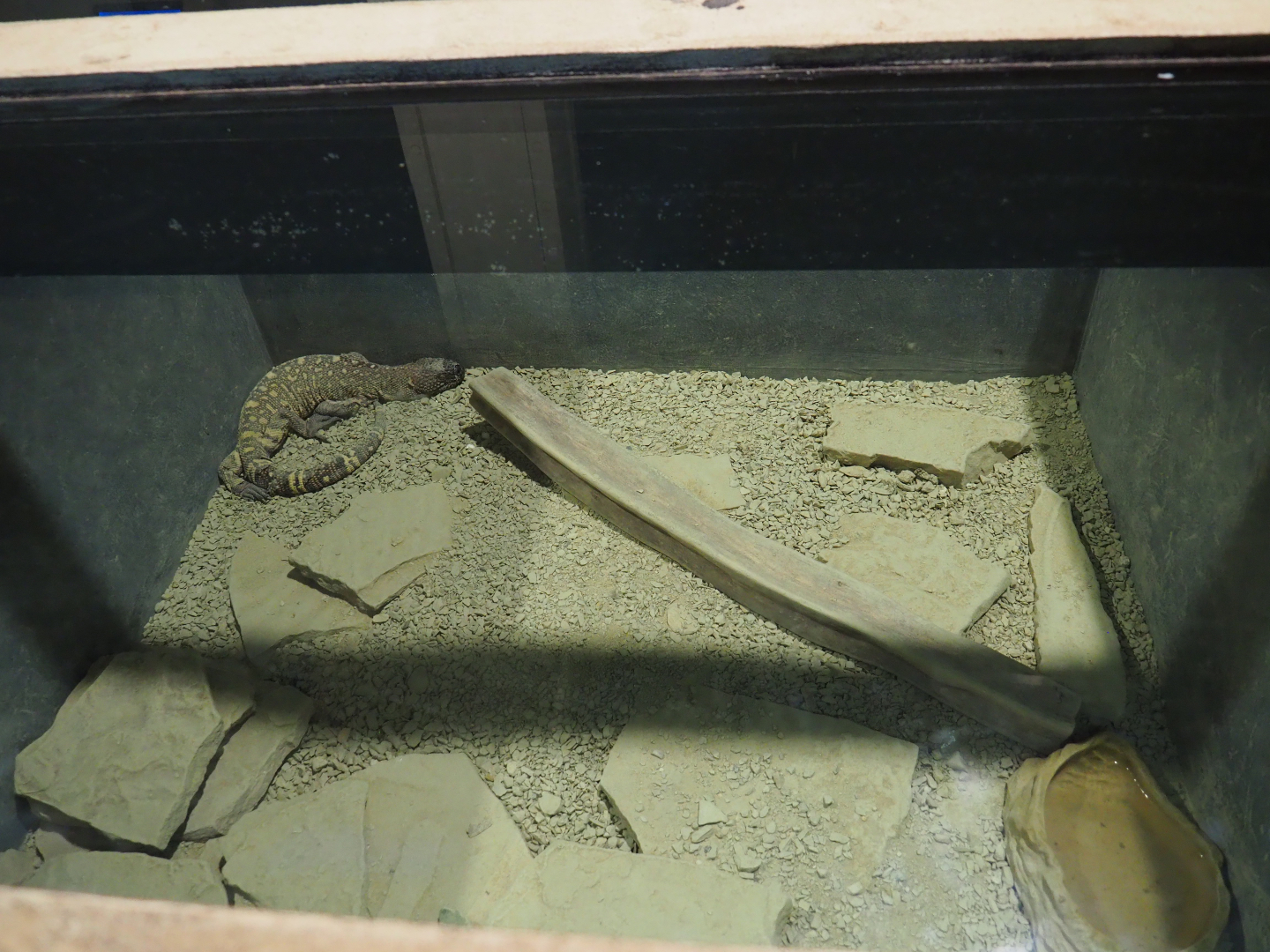 Rio Fuerte beaded lizard terrarium, 2019-10-04