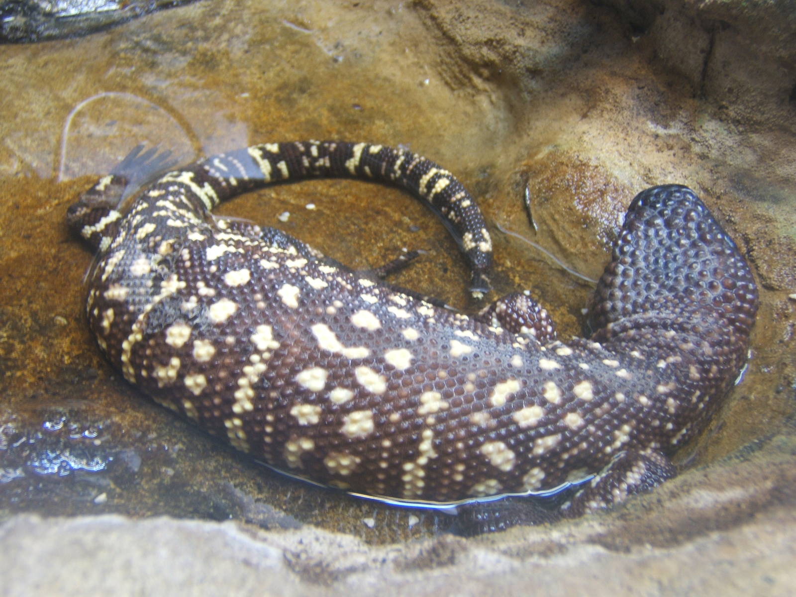 Rio Fuerte Beaded Lizard