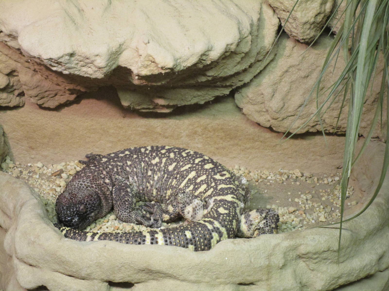 Rio Fuerte Beaded Lizard