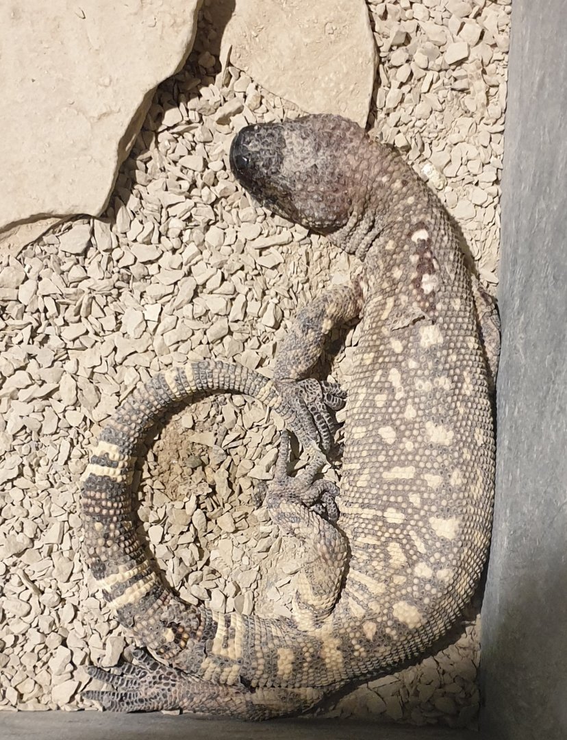 Rio Fuerte beaded lizard