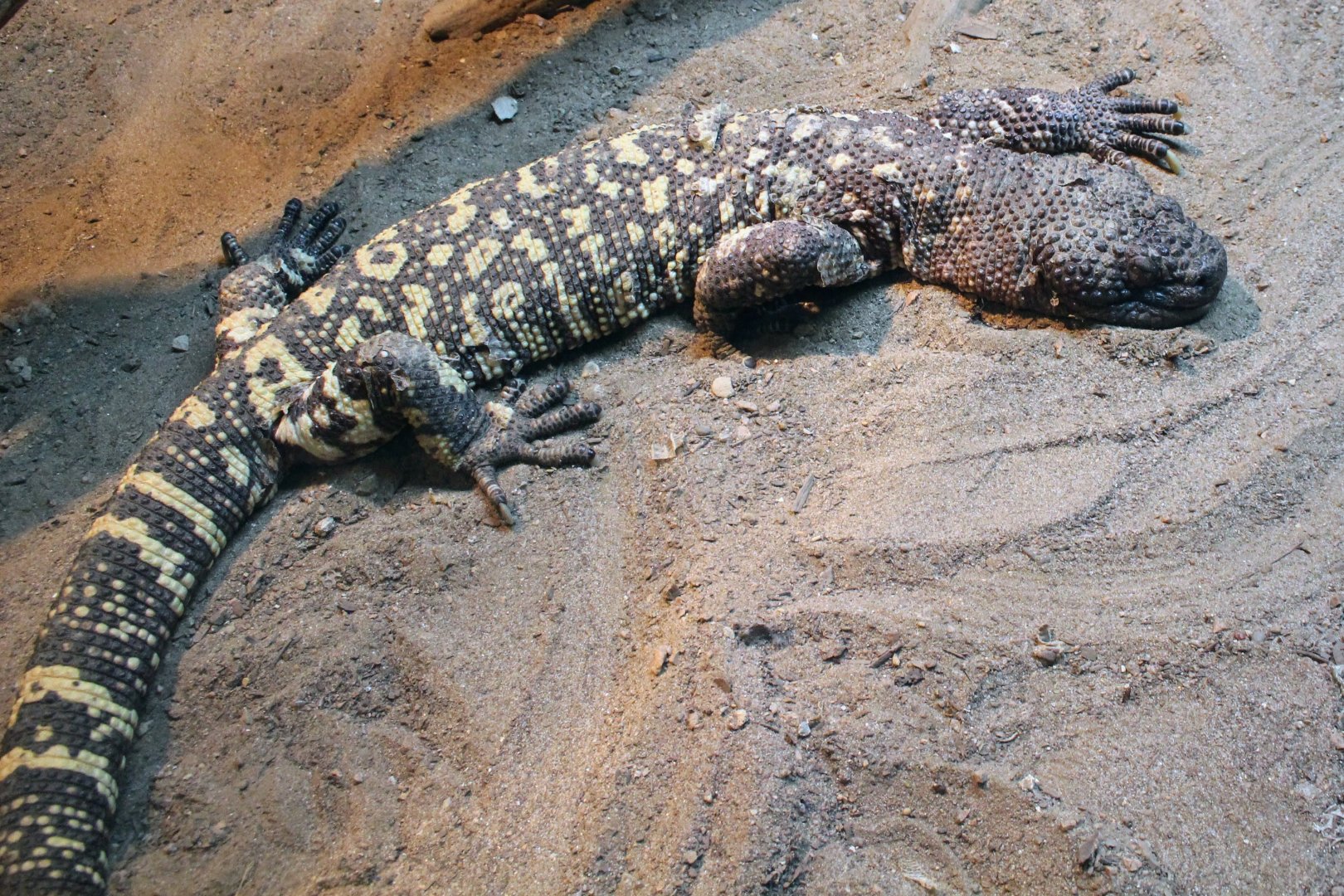 Rio Fuerte Beaded Lizard