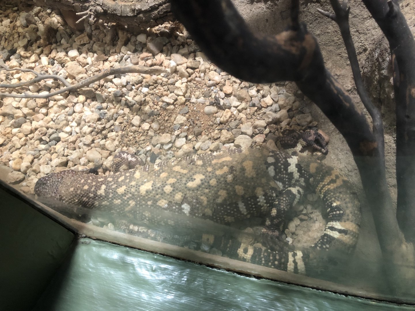 Rio Fuerte beaded lizard