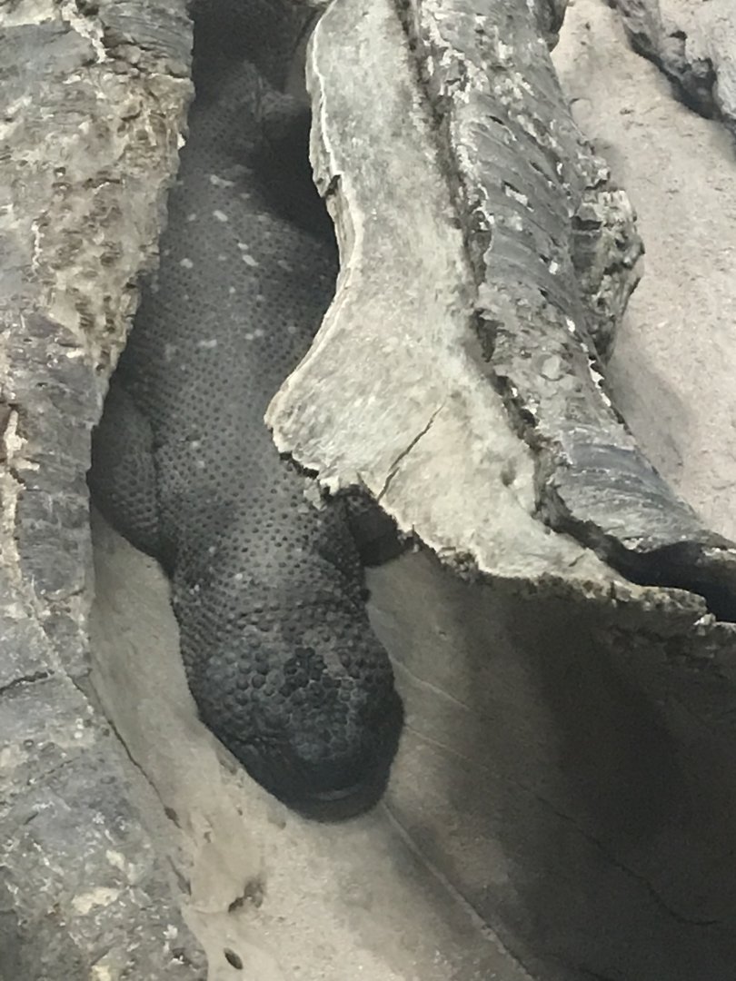 Rio Fuerte beaded lizard