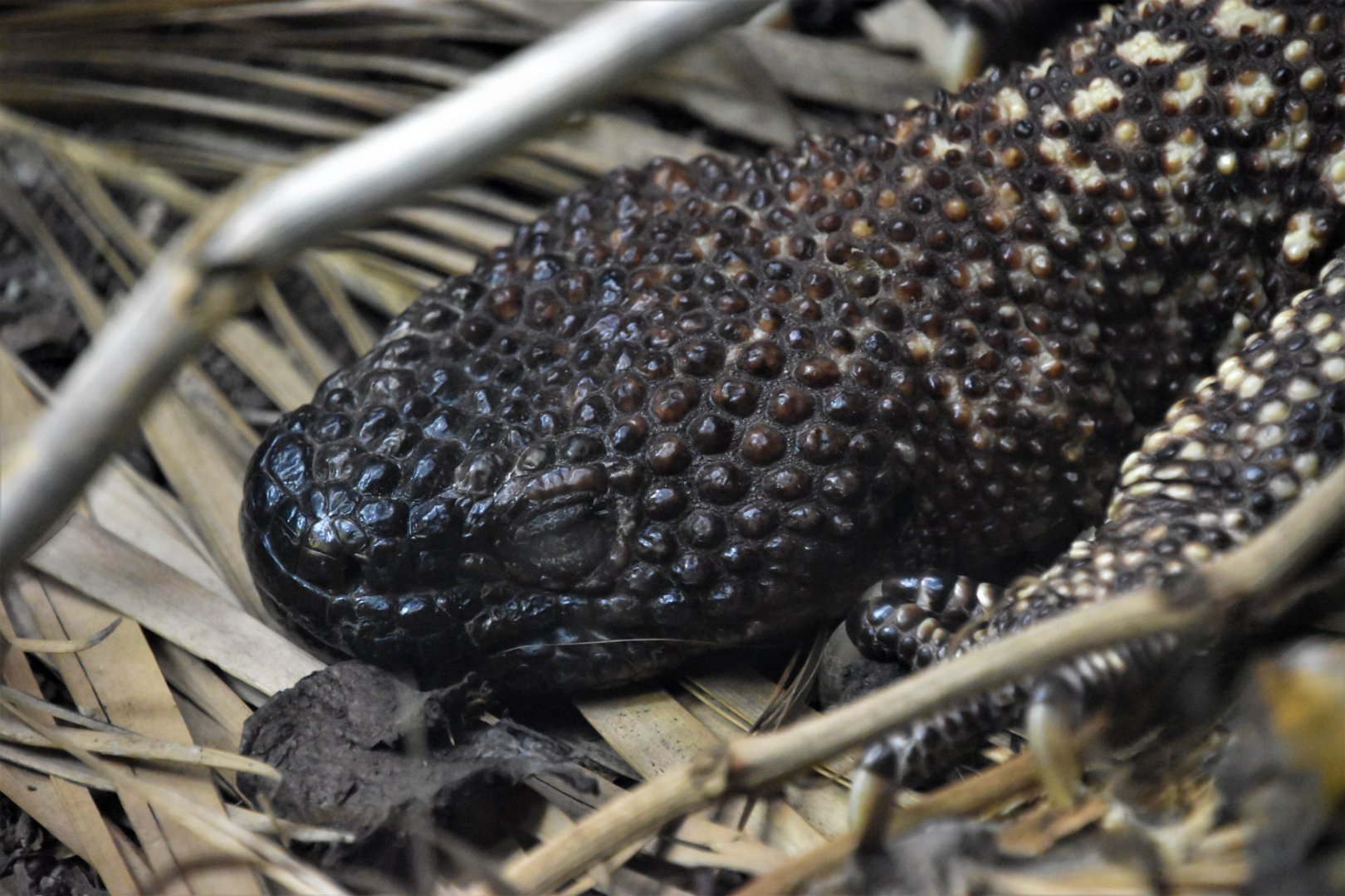 Rio Fuerte beaded lizard