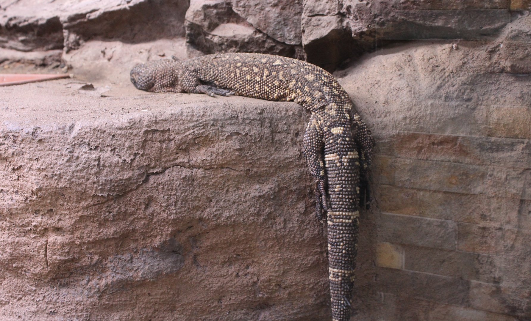 Rio fuerte beaded lizard