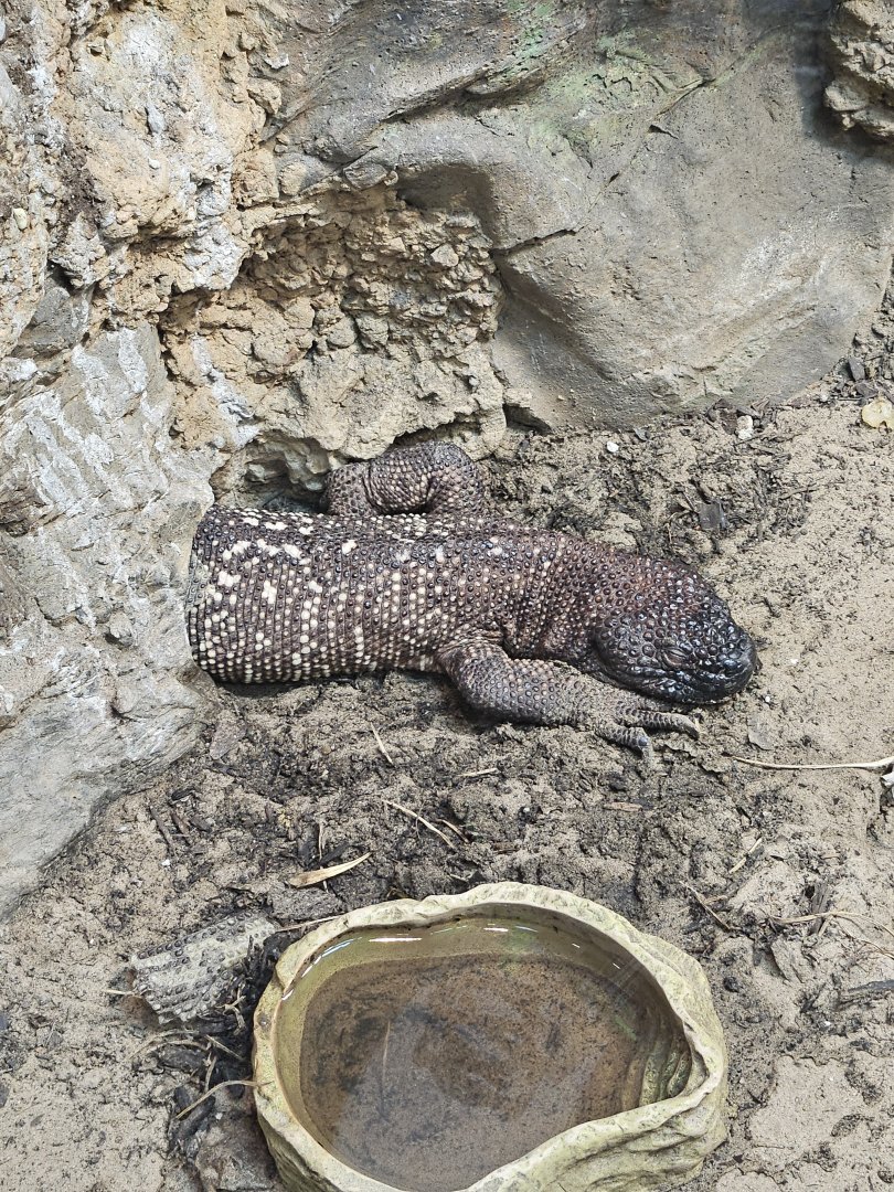 Rio Fuerte beaded lizard