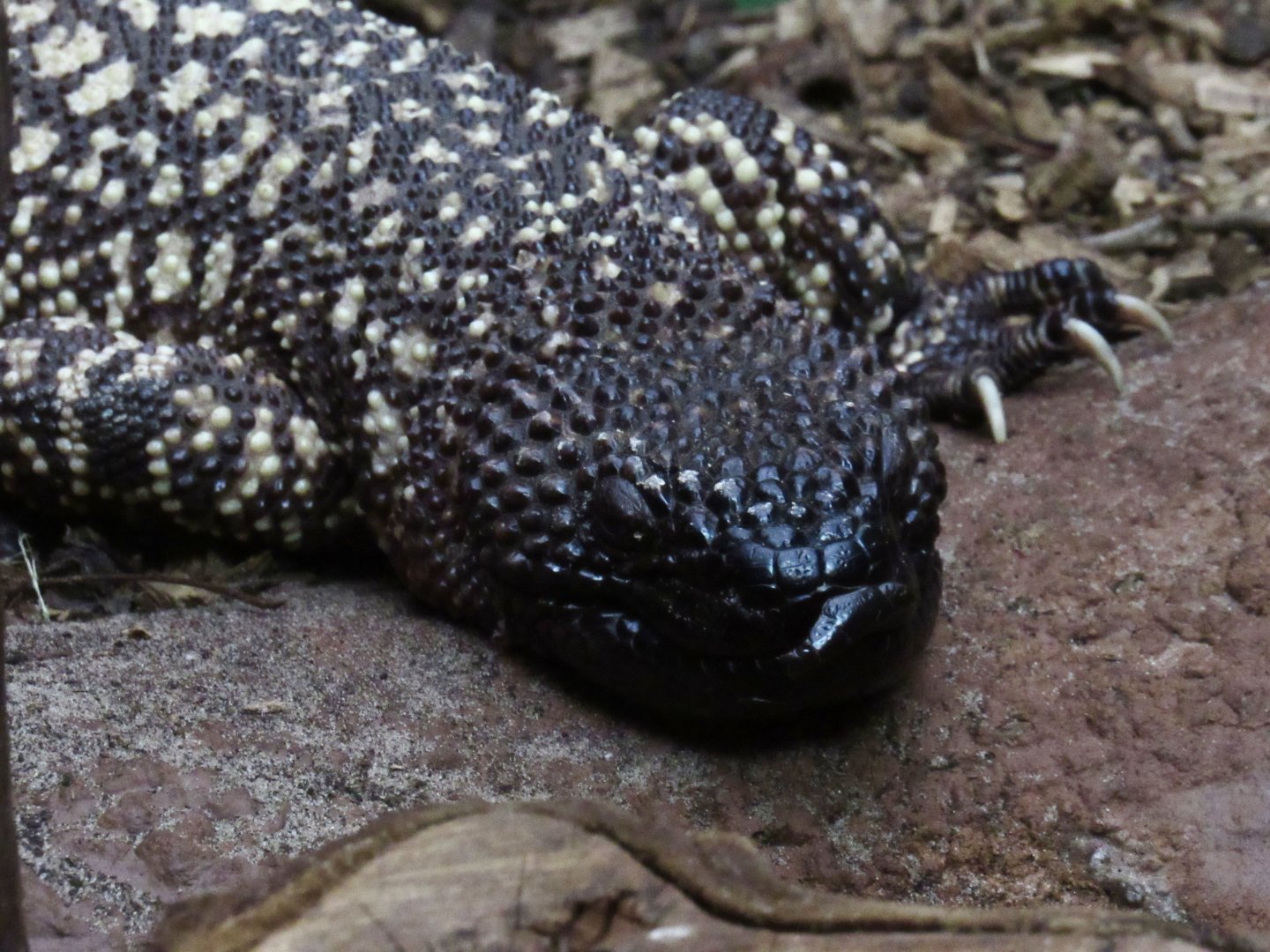 Rio Fuerte beaded lizard