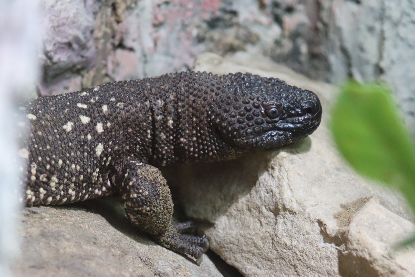 Rio Fuerte Beaded Lizard