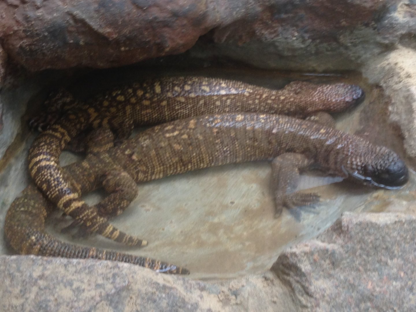 Rio Fuerte beaded lizards, 9th July 2019