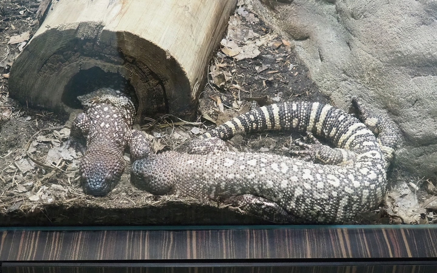 Rio Fuerte beaded lizards (Heloderma exasperatum), 2022-08-16