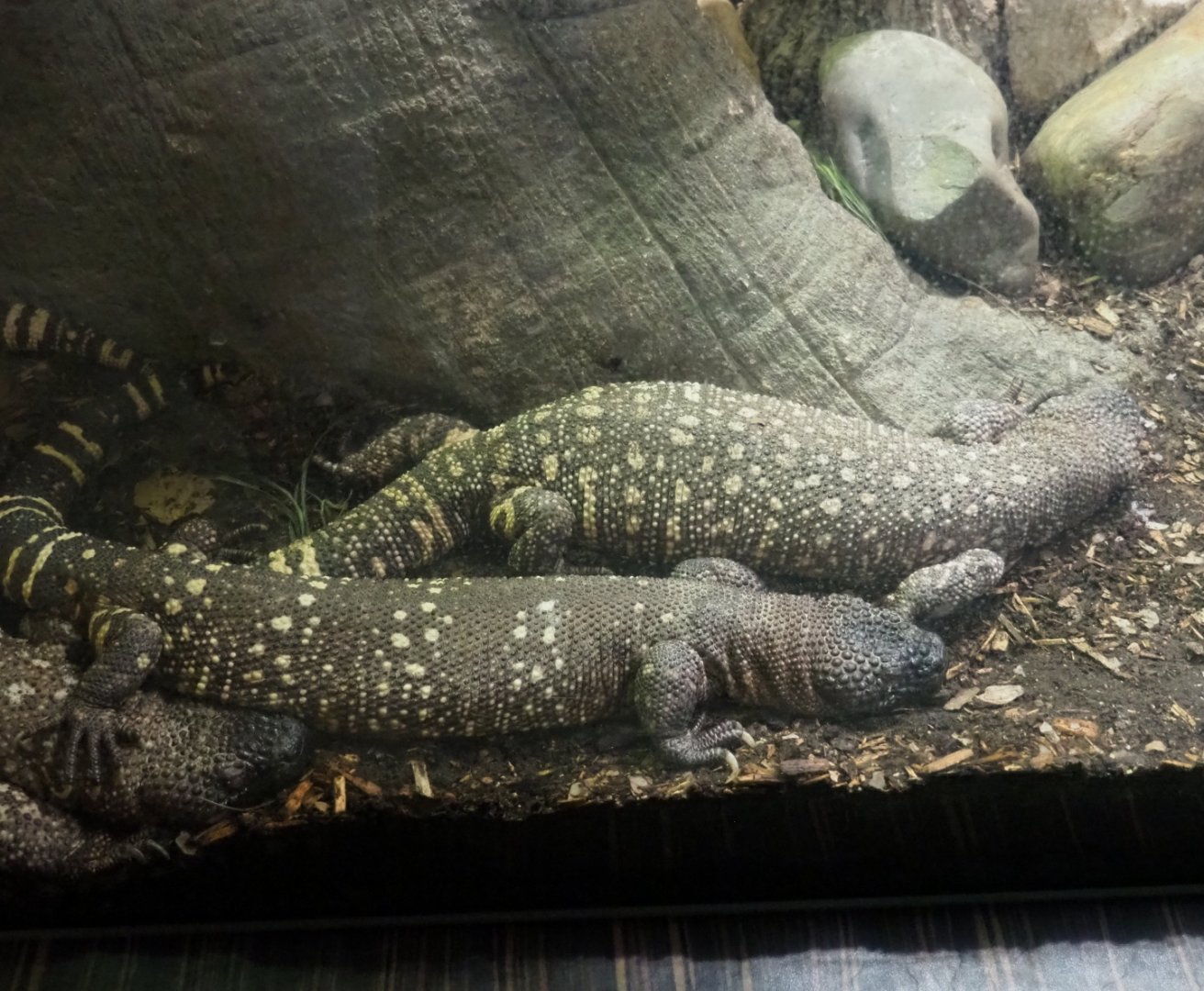 Rio Fuerte beaded lizards (Heloderma horridum exasperatum), 2019-12-30