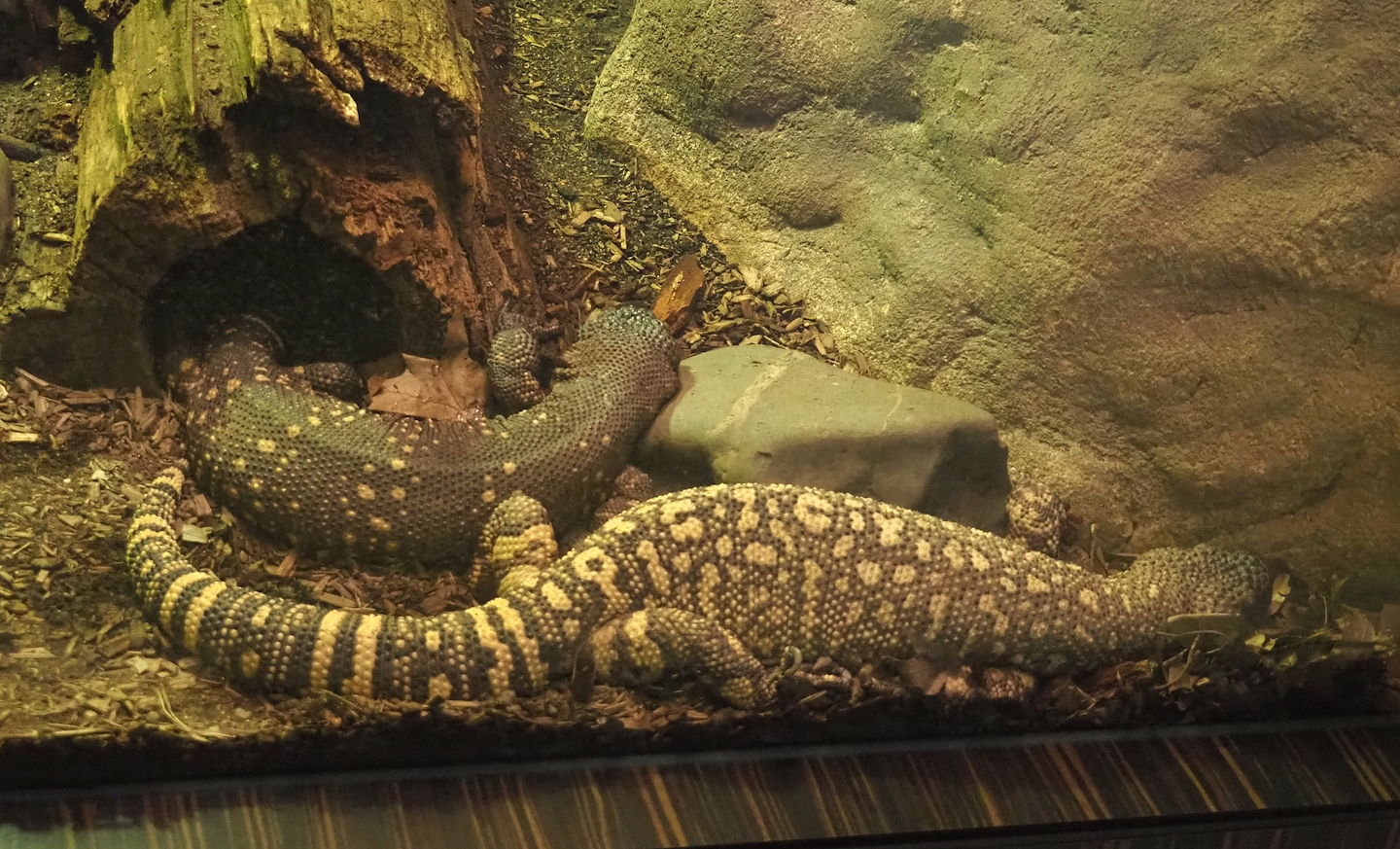 Rio Fuerte beaded lizards (Heloderma horridum exasperatum), 2024-02-17