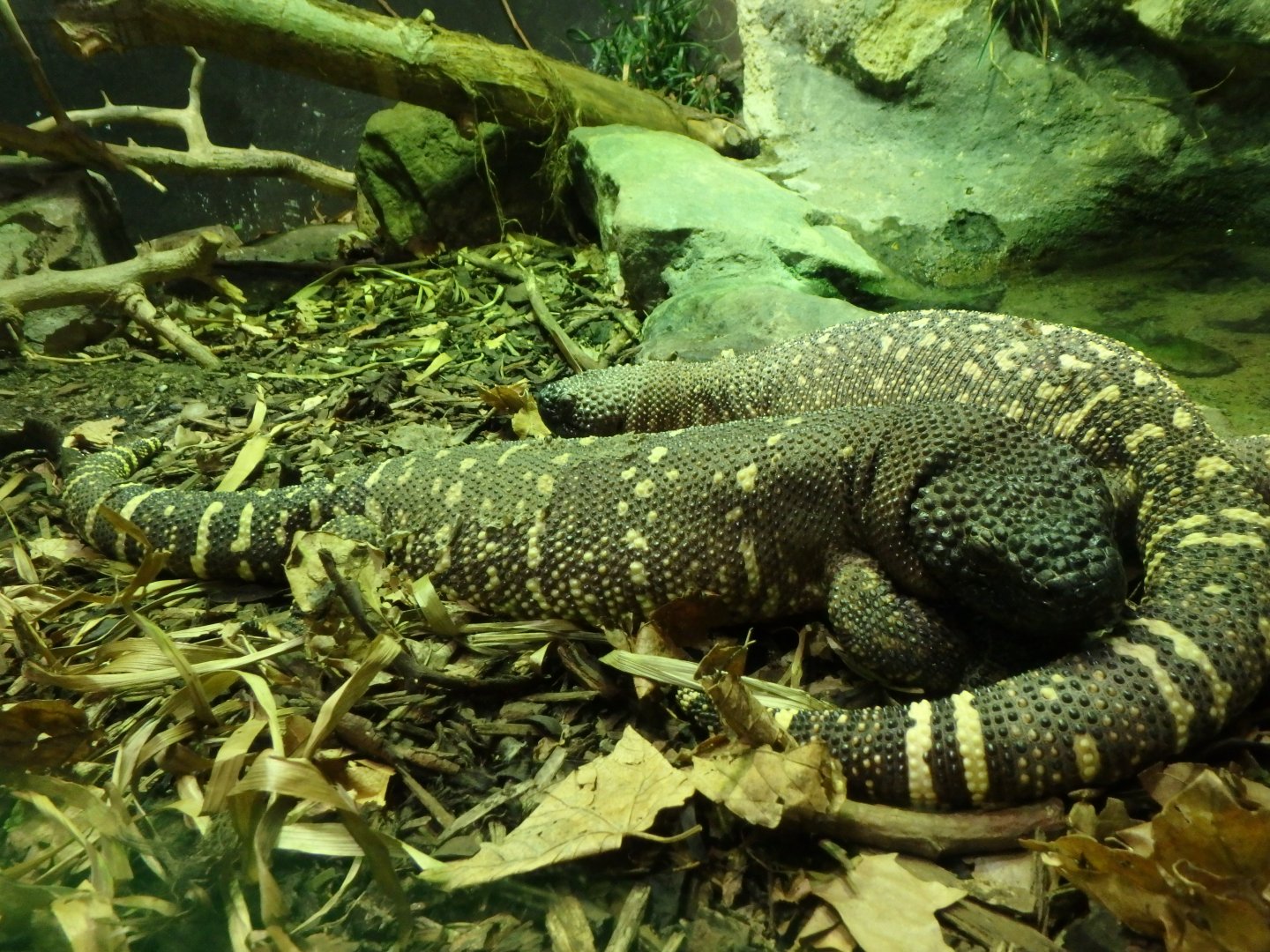 Rio Fuerte beaded lizards