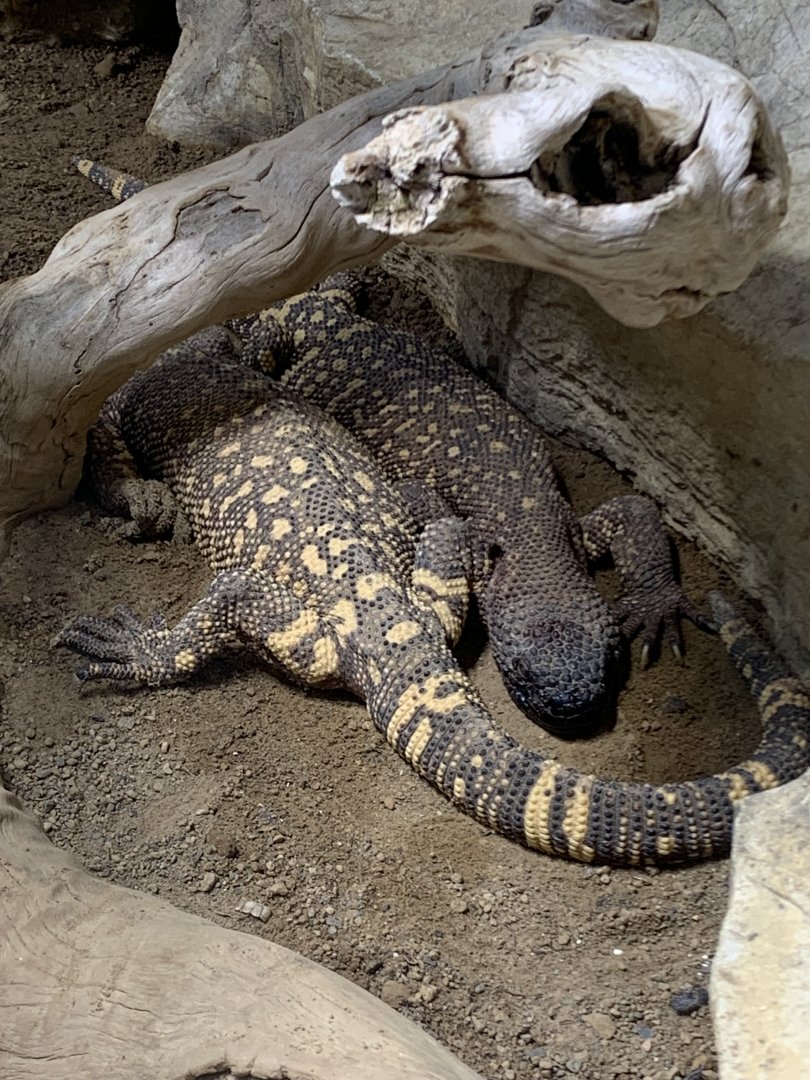 Rio Fuerte beaded lizards