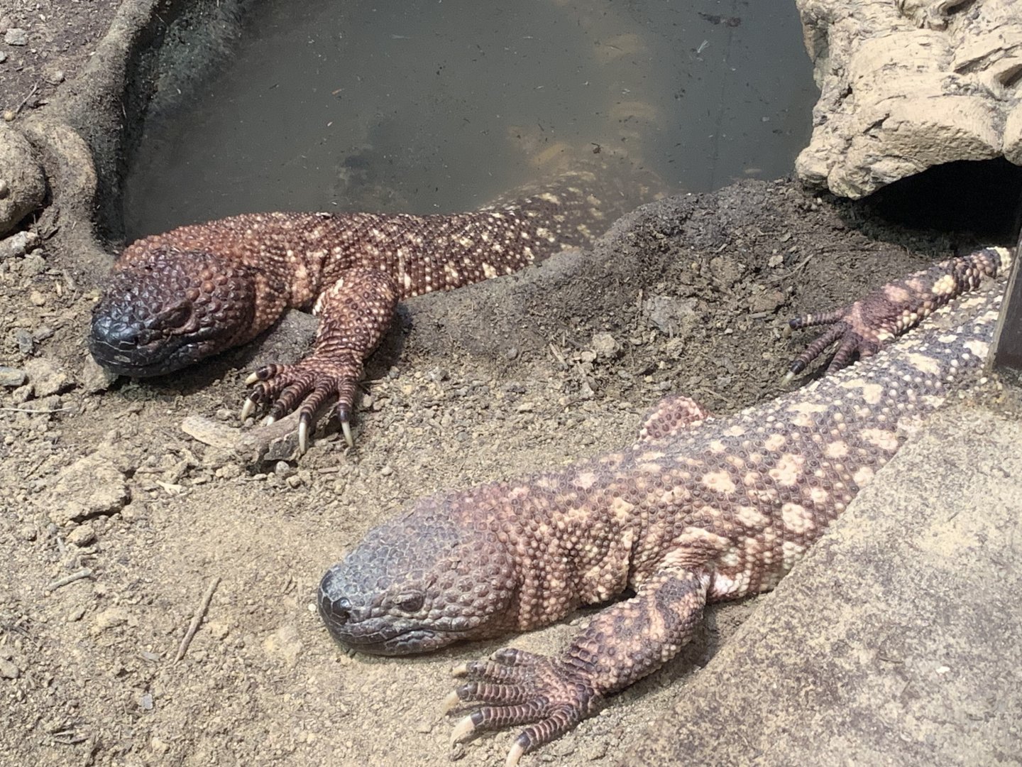 Rio Fuerte beaded lizards