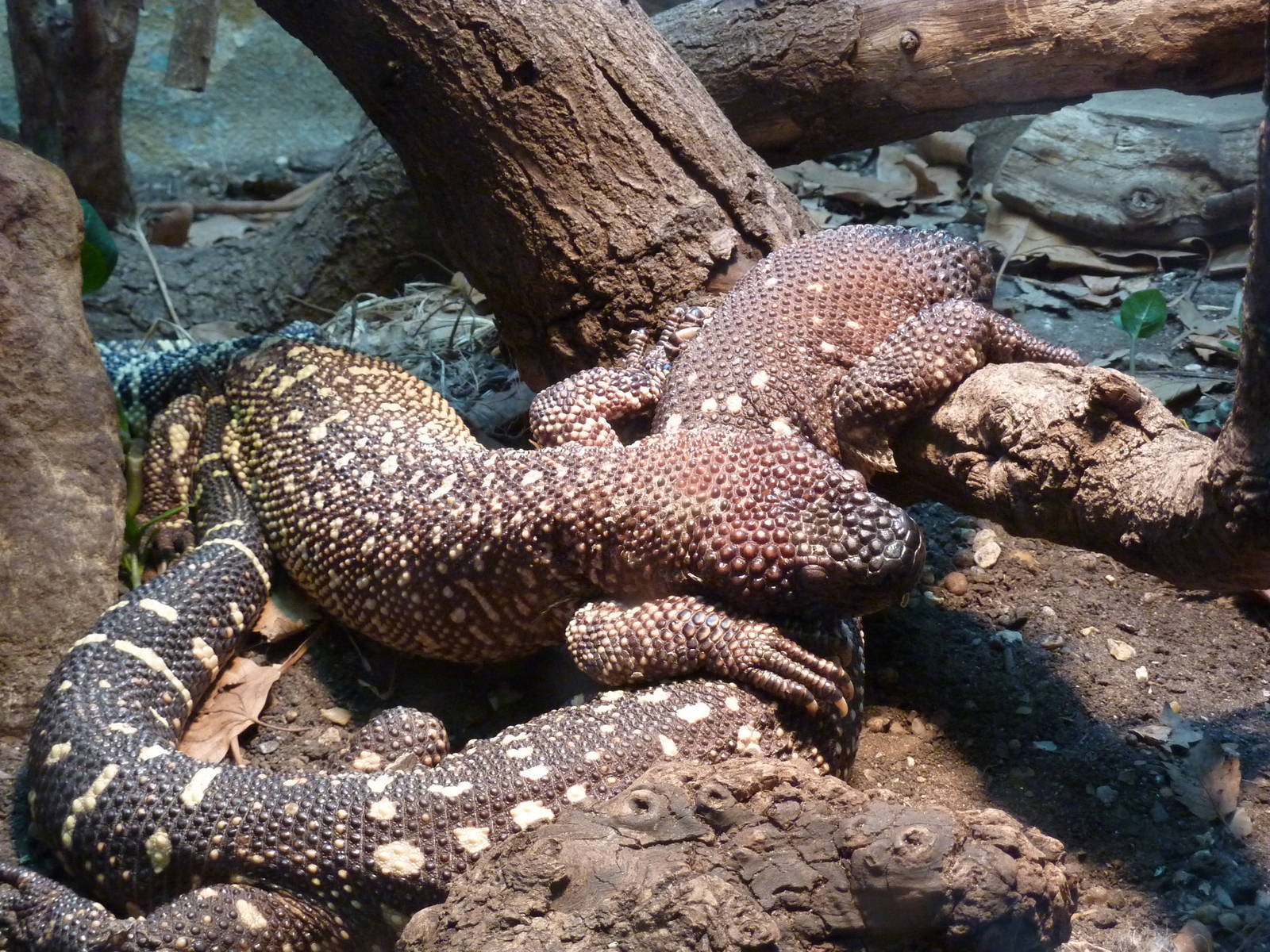 Rio Fuerte beaded lizards