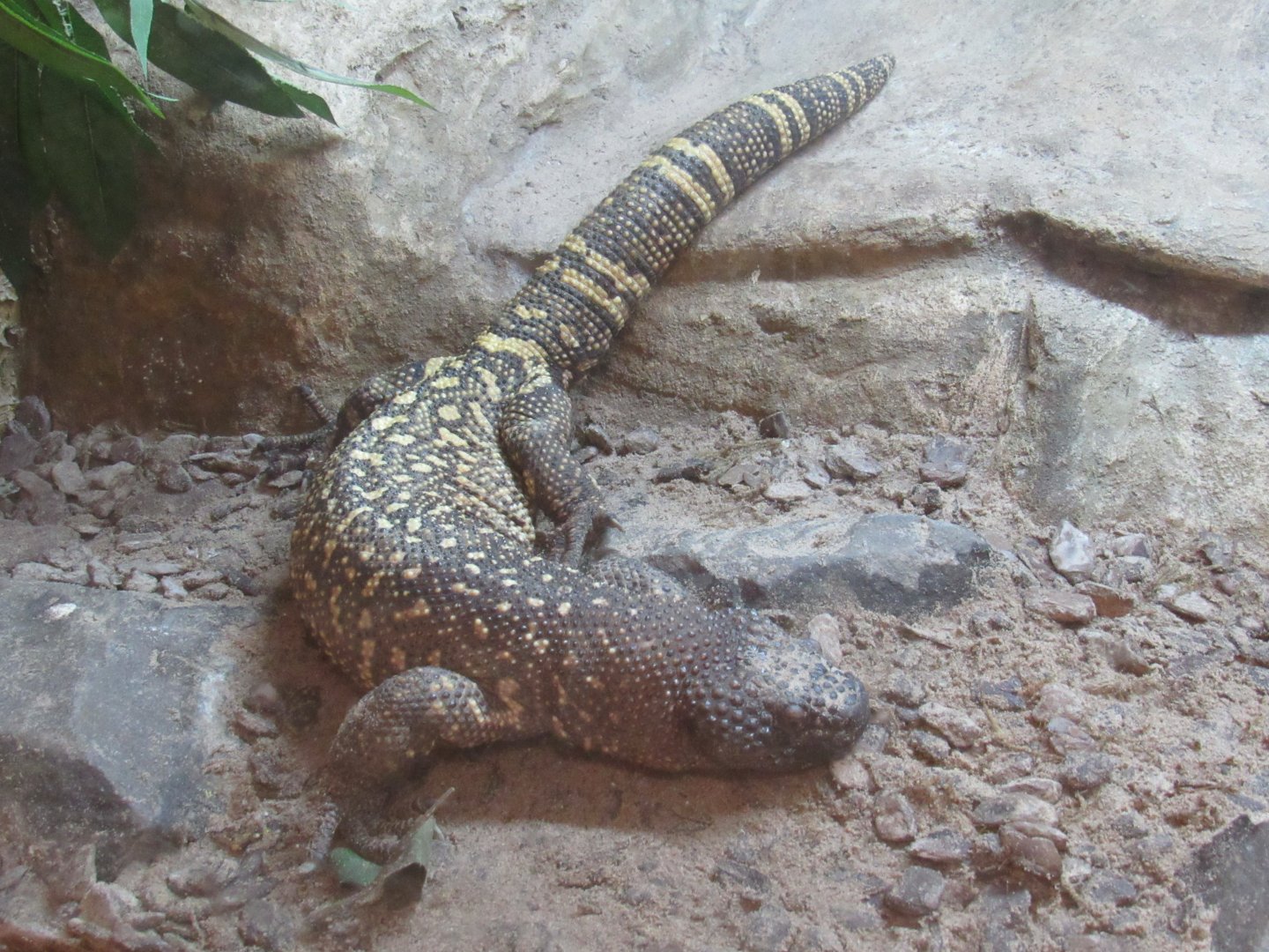 Rio Fuerte Bearded Lizard