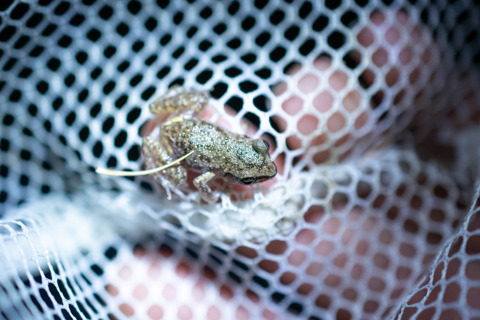 Rio Grande Chirping Frog- (Eleutherodactylus cystignathoides)