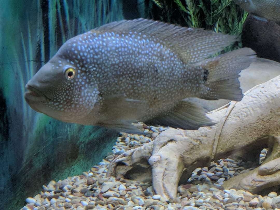 Rio Grande Cichlid (Herichthys cyanoguttatus)