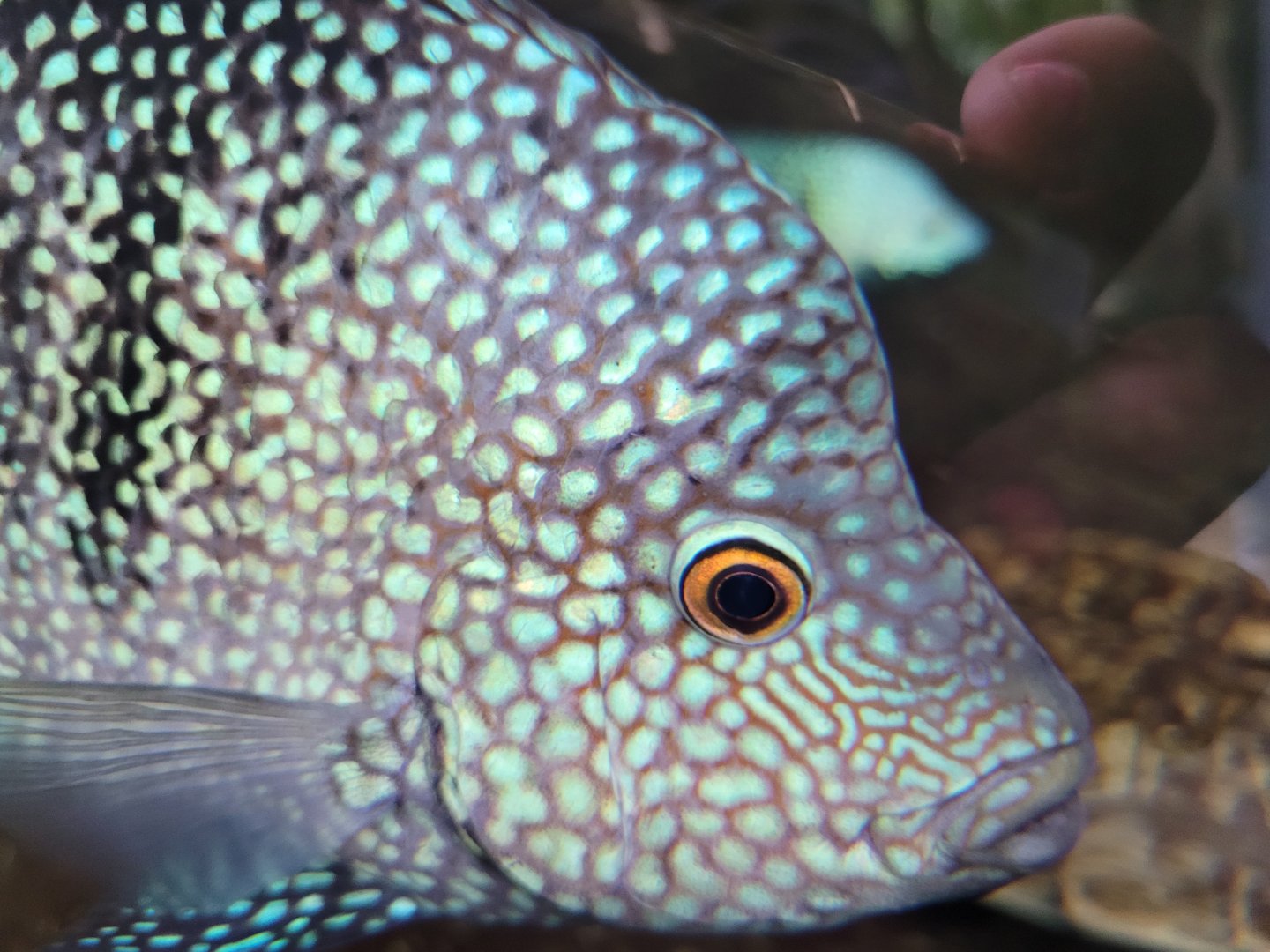 Rio Grande cichlid -Parc Zoologique de Paris (2022)