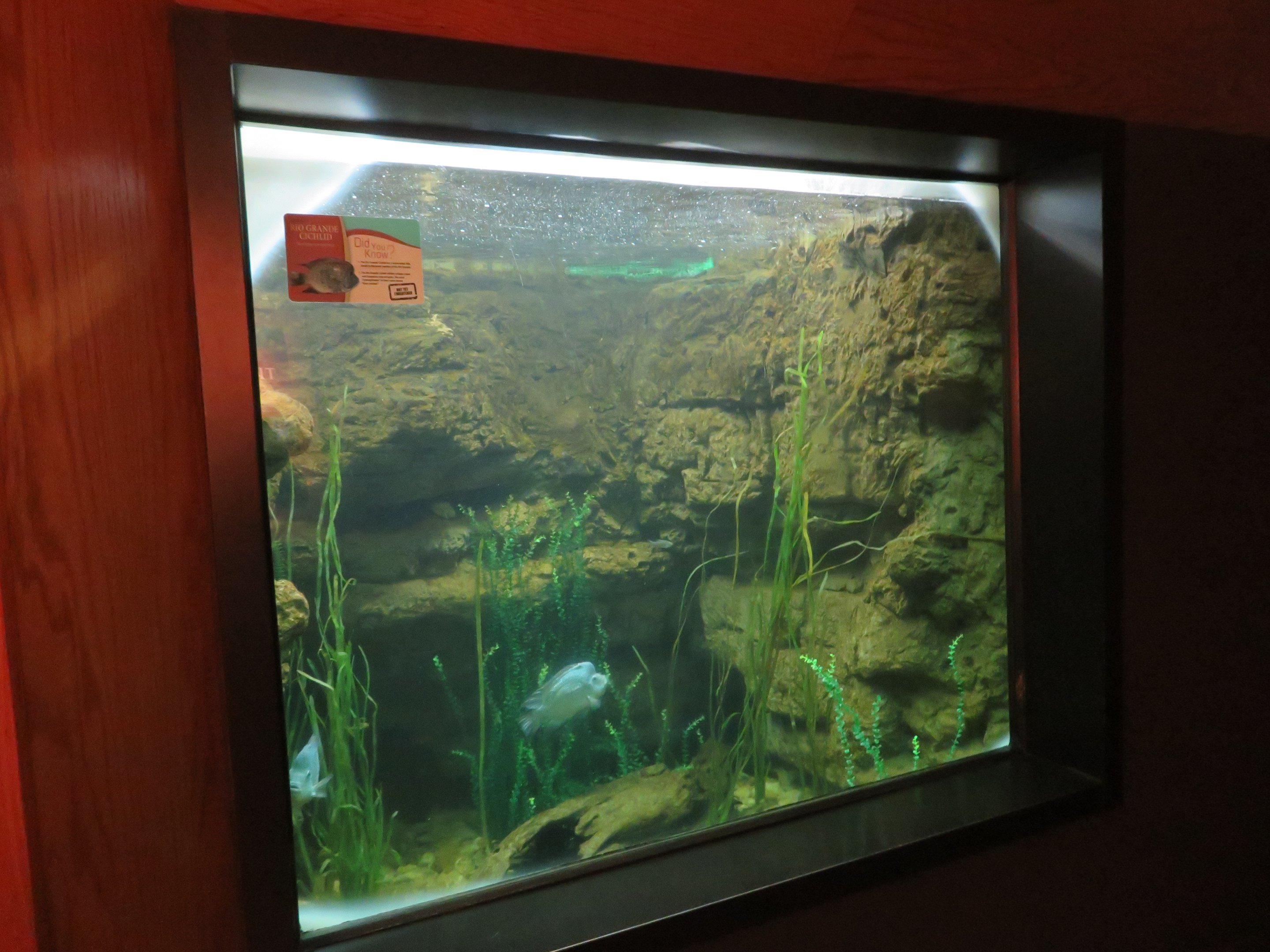 Rio Grande Cichlid Tank