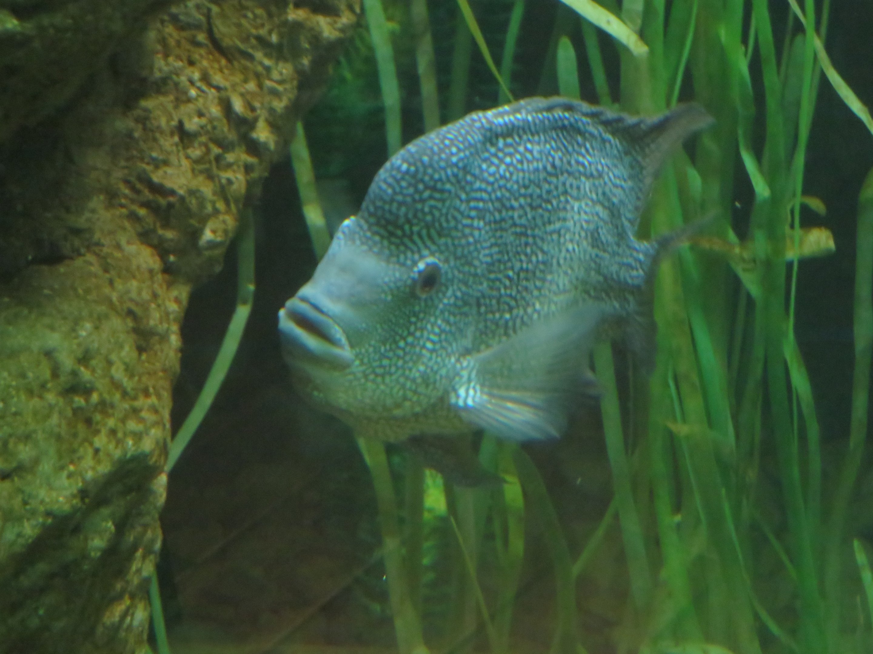 Rio Grande Cichlid