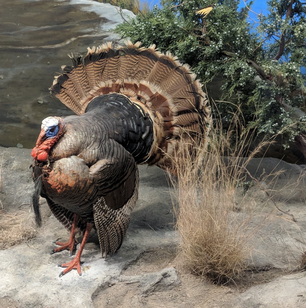 Rio Grande wild turkey (Meleagris gallopavo intermedia) (bottom left) and Eastern tiger swallowtail butterfly (Papilio glaucus) (top center right)