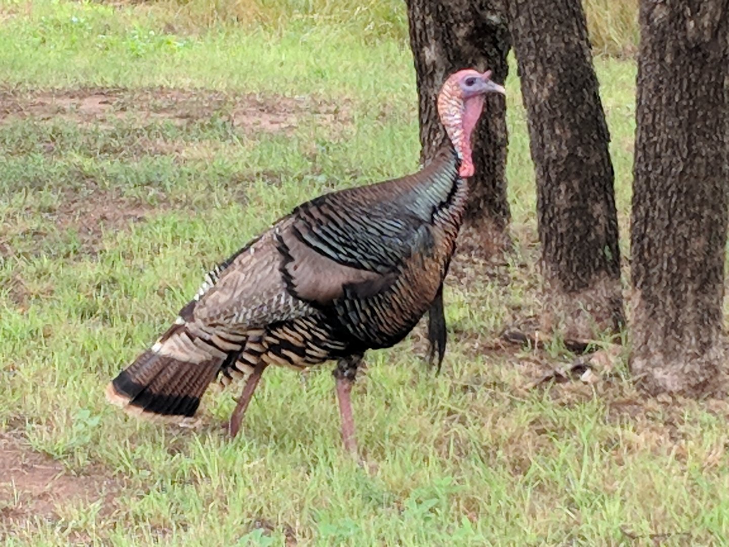 Rio Grande wild turkey (Meleagris gallopavo intermedia)