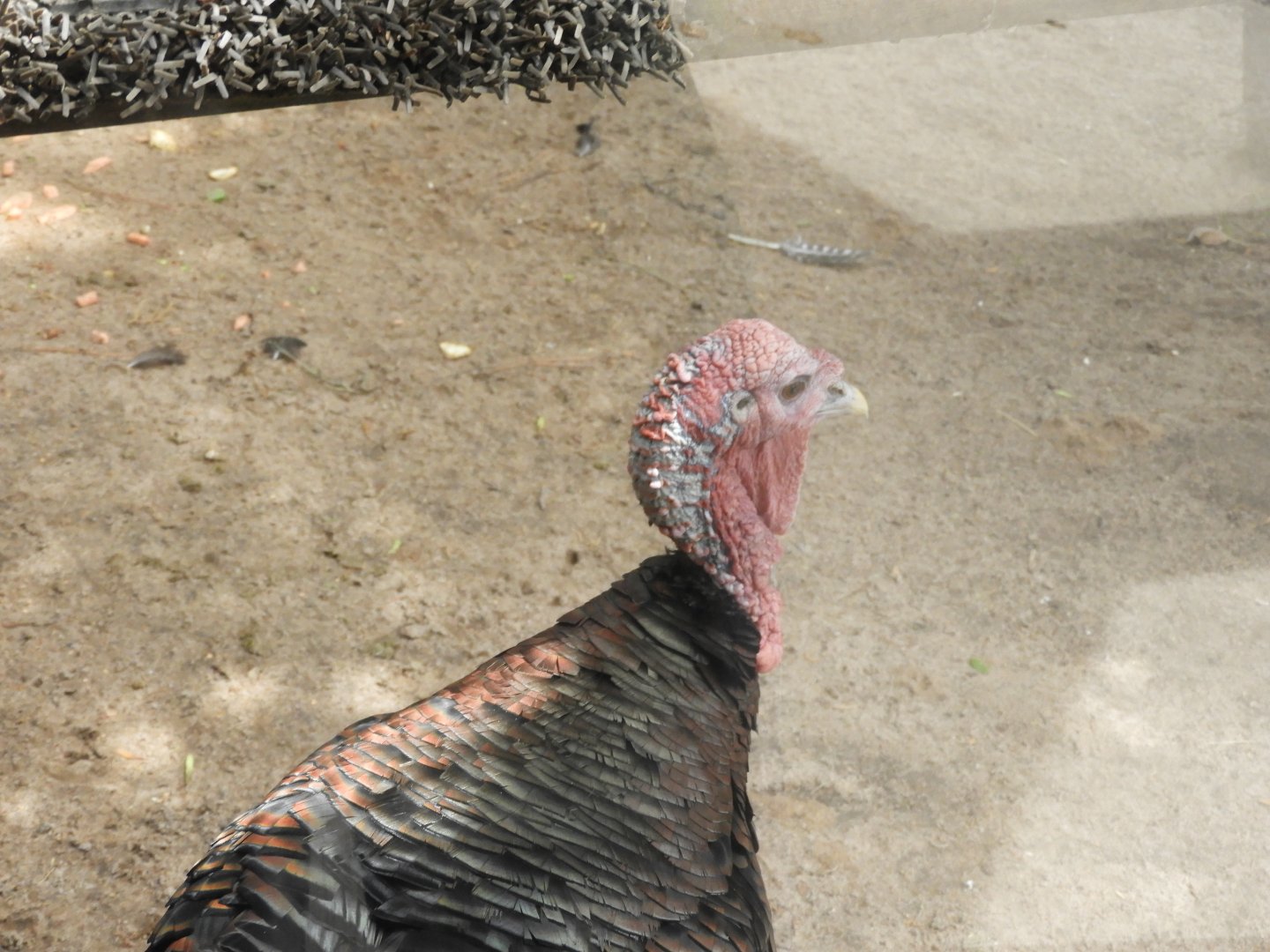 Rio Grande Wild Turkey (Meleagris gallopavo intermedia)