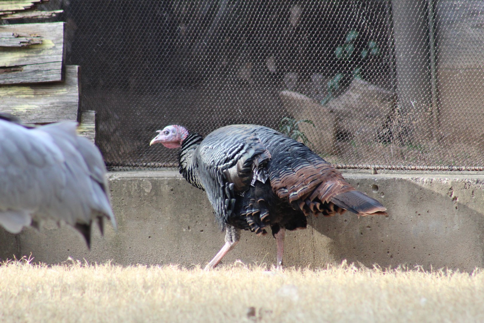 Rio Grande Wild Turkey