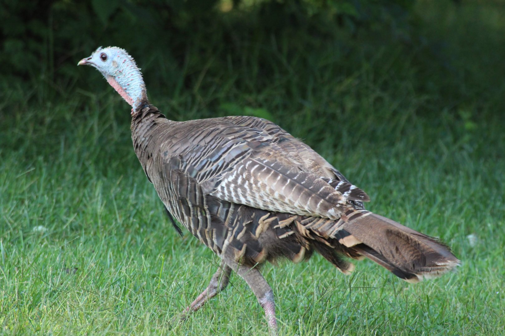 Rio Grande Wild Turkey