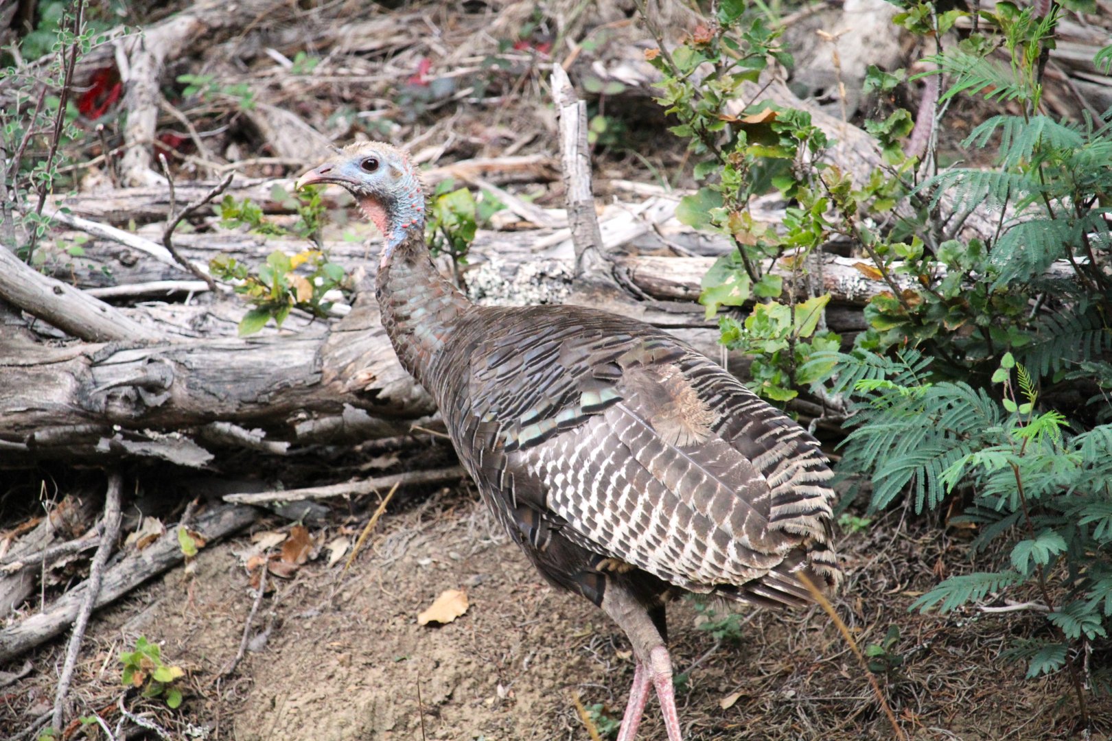 Rio Grande Wild Turkey
