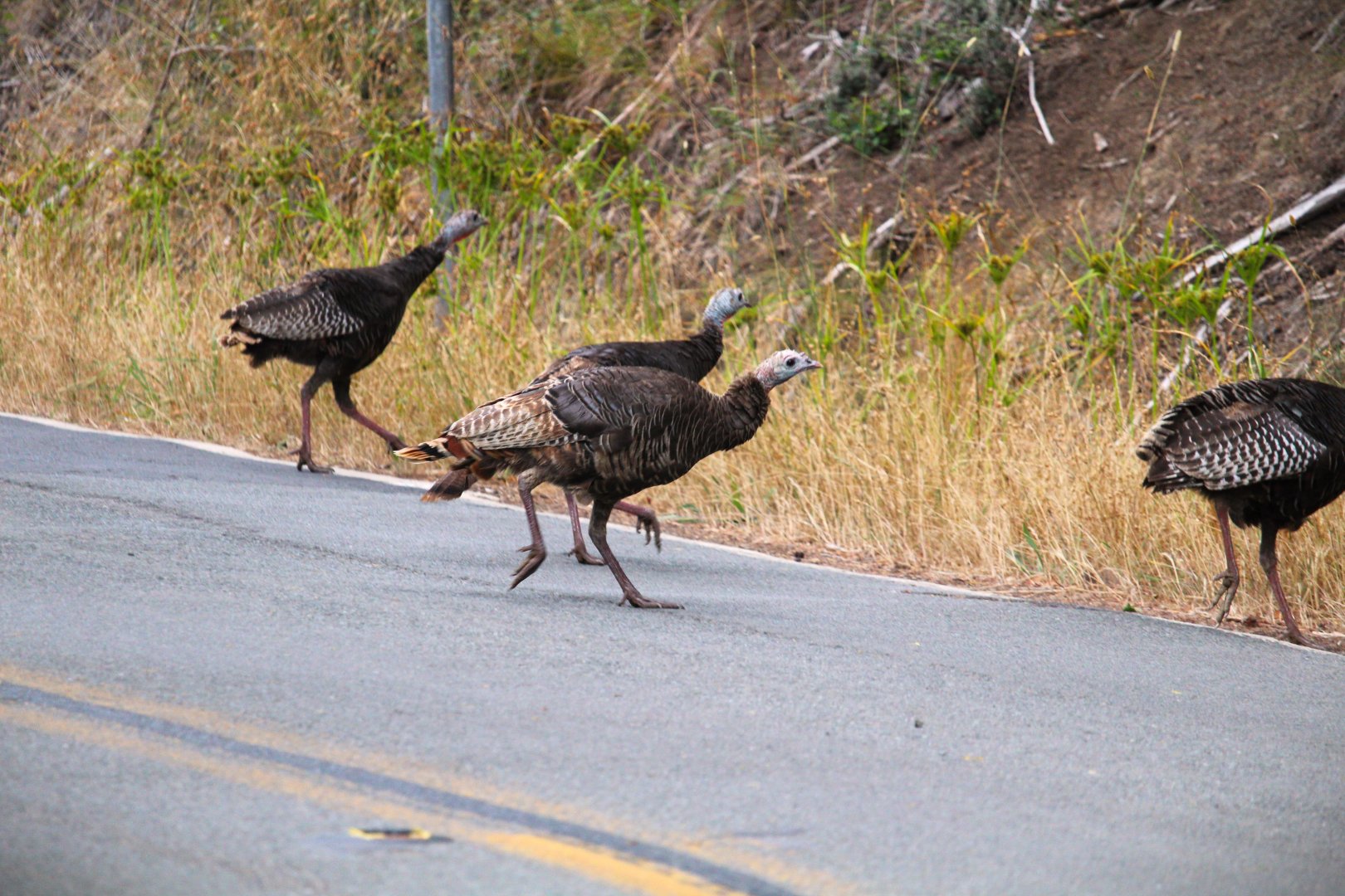 Rio Grande Wild Turkeys