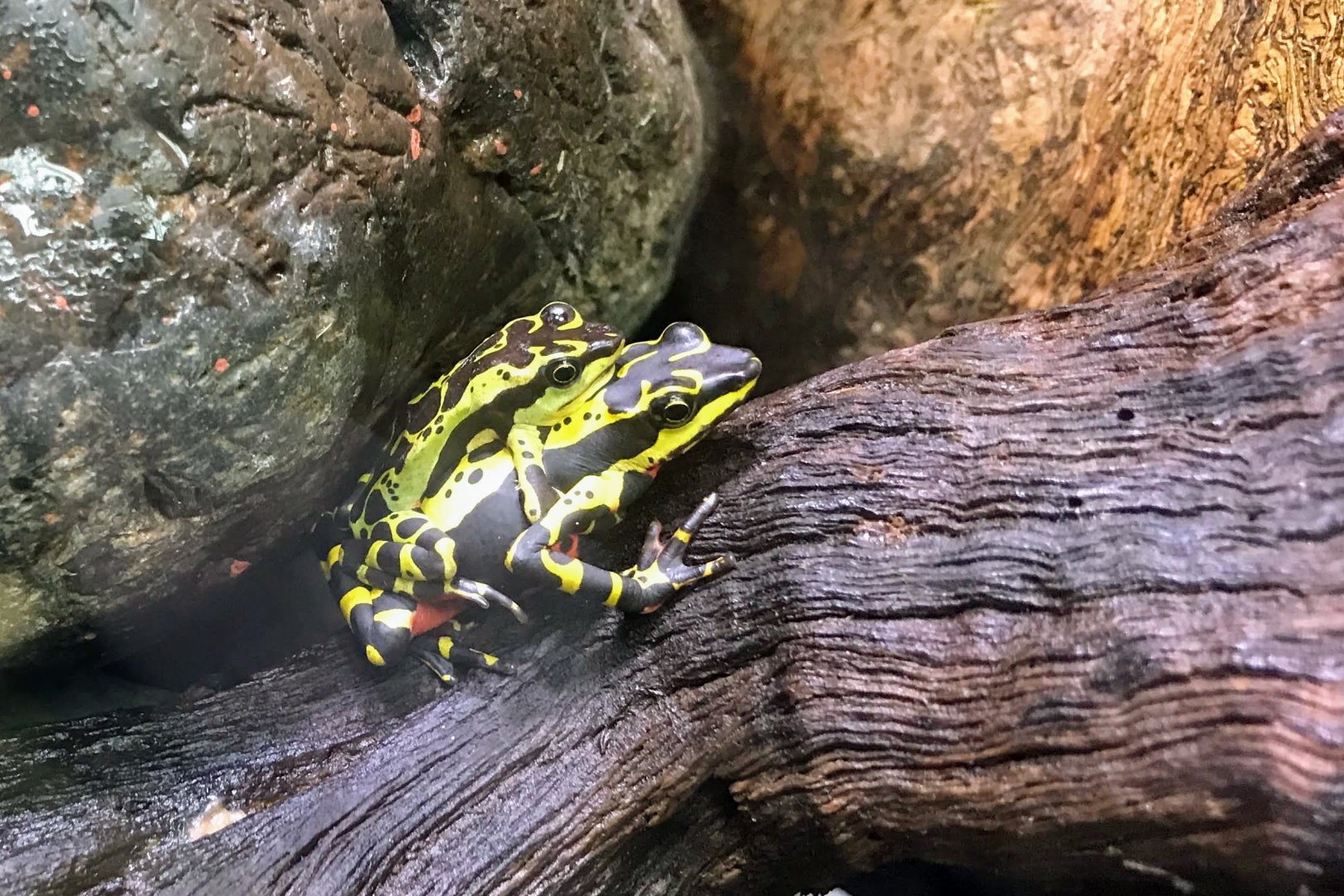 Rio Huallaga Stubfoot Toad