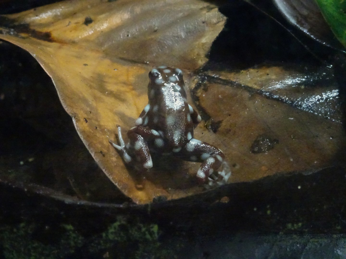 Rio Maranon Poison Dart Frog 23 August 2025
