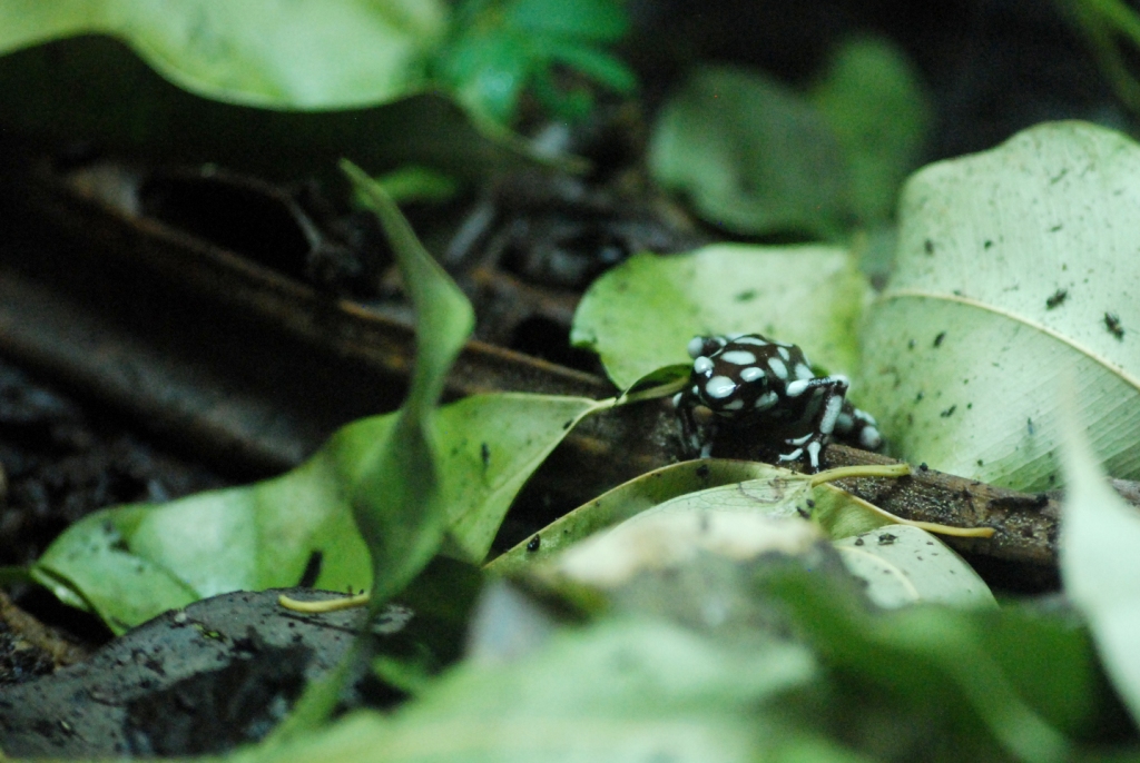 Rio Maranon Poison Dart Frog at Chester, 27/07/14