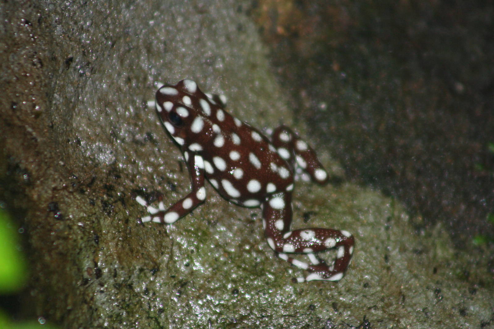 Rio Maranon Poison-Dart Frog @ Chester; 02.04.2015