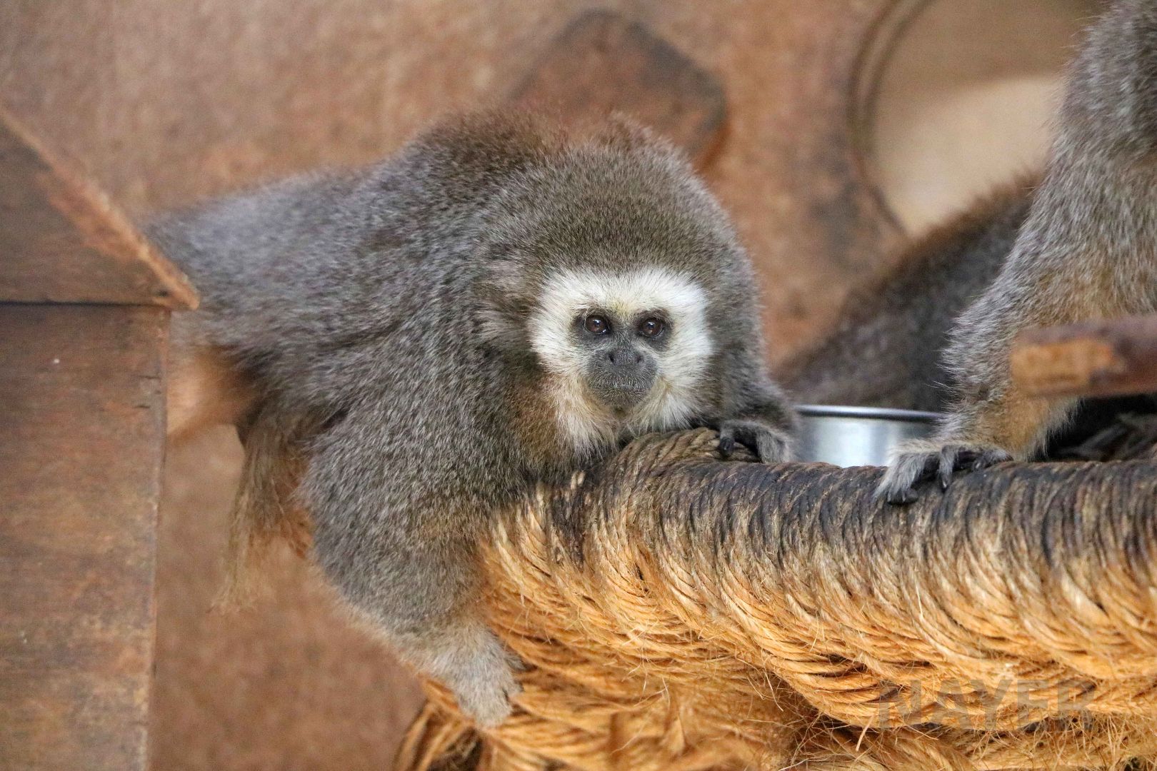 Rio Mayo titi, May 2016