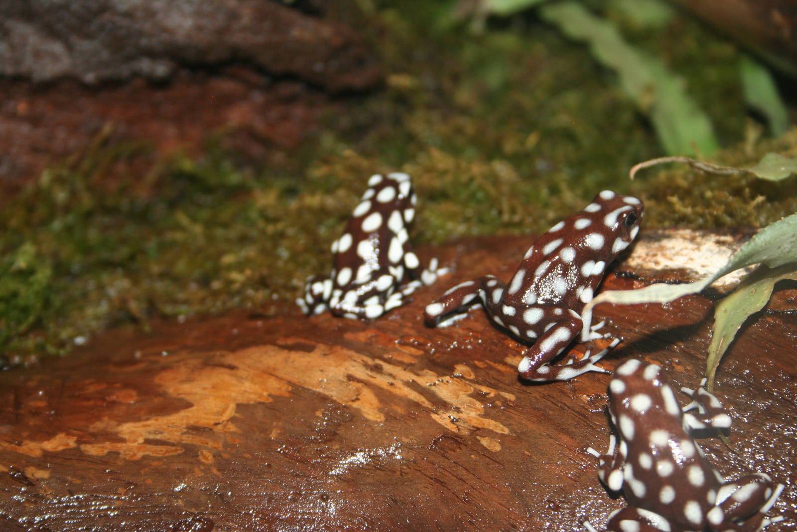 Rio Moranon Poison Frog