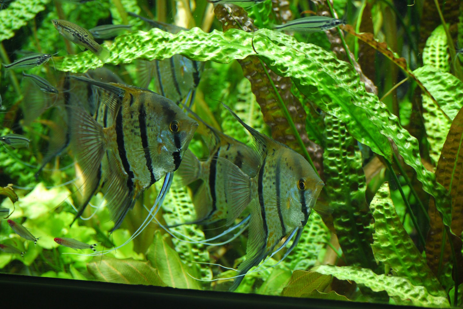 Rio Nanay Freshwater Angelfish