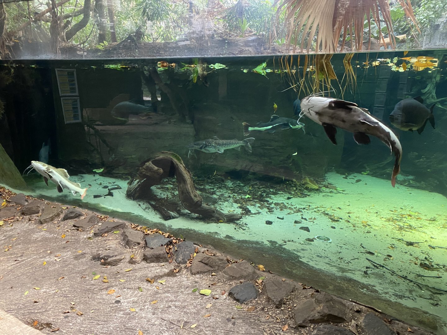 Rio Negro - Amazon tank 011219