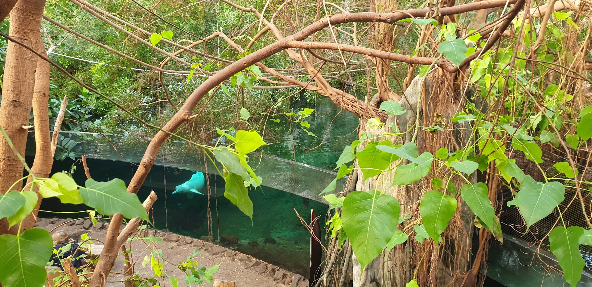 Rio Negro Aquarium