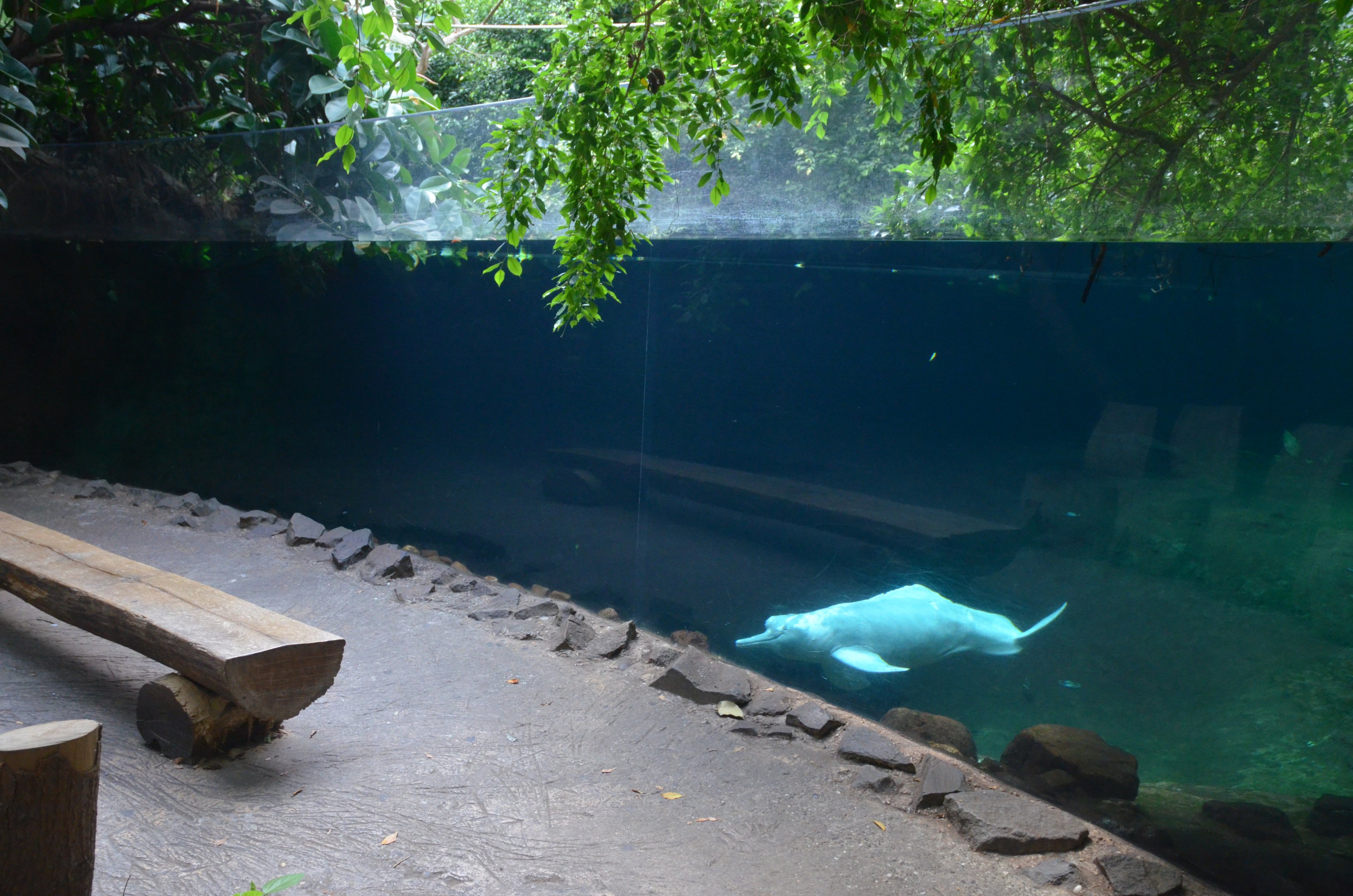 Rio Negro at Duisburg, 17/06/19