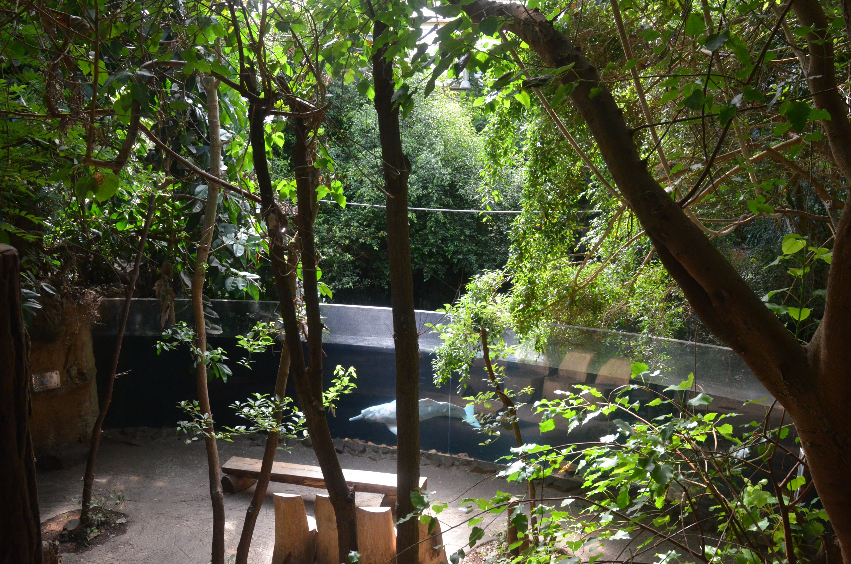 Rio Negro at Duisburg, 17/06/19
