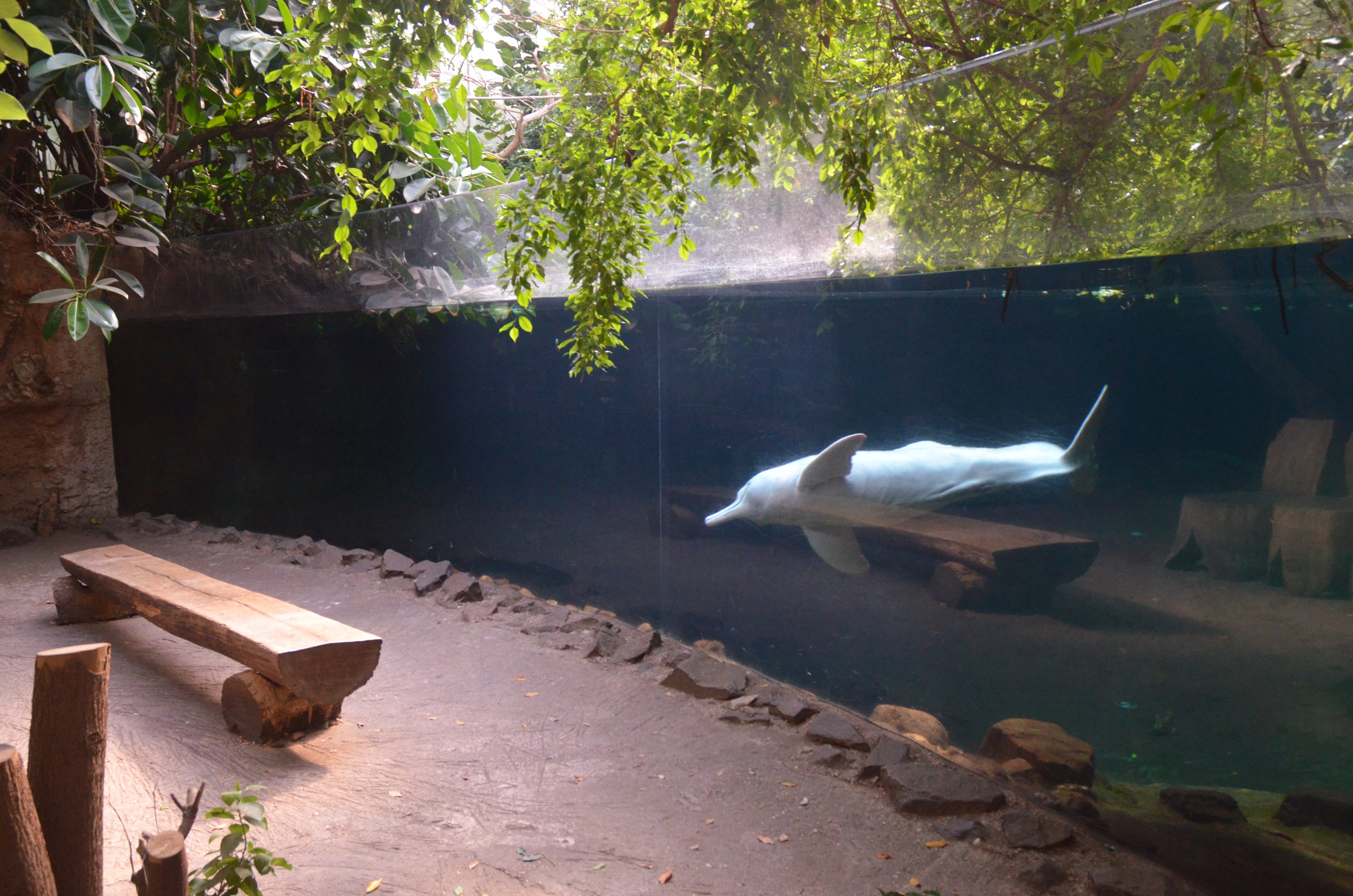 Rio Negro at Duisburg, 17/06/19