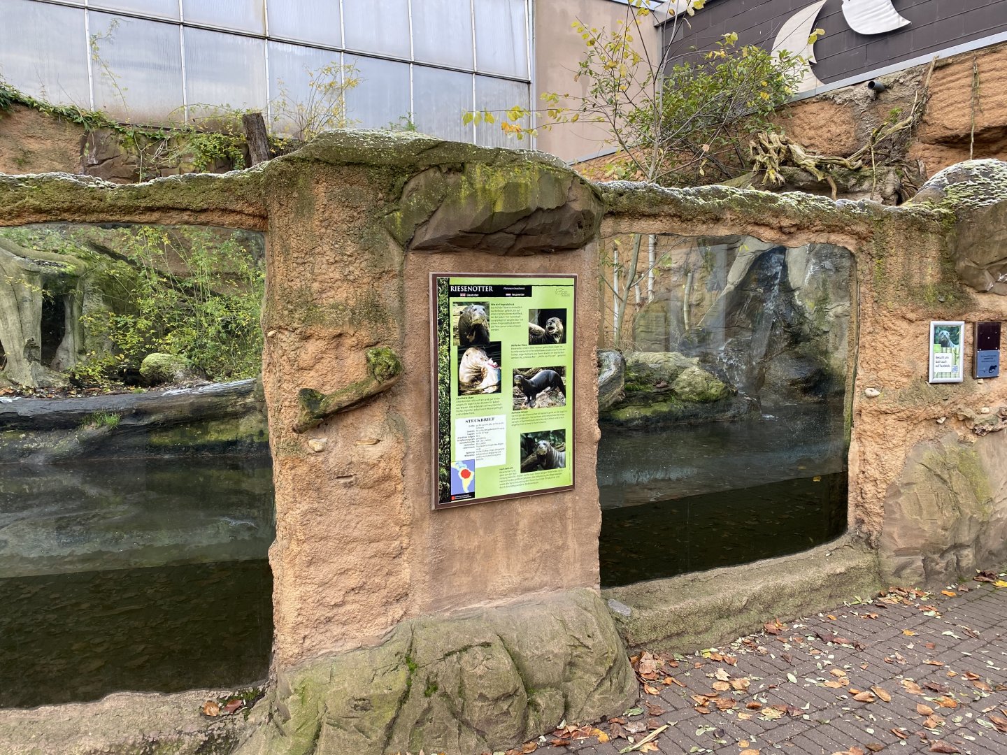 Rio Negro - Giant otter outdoors 011219