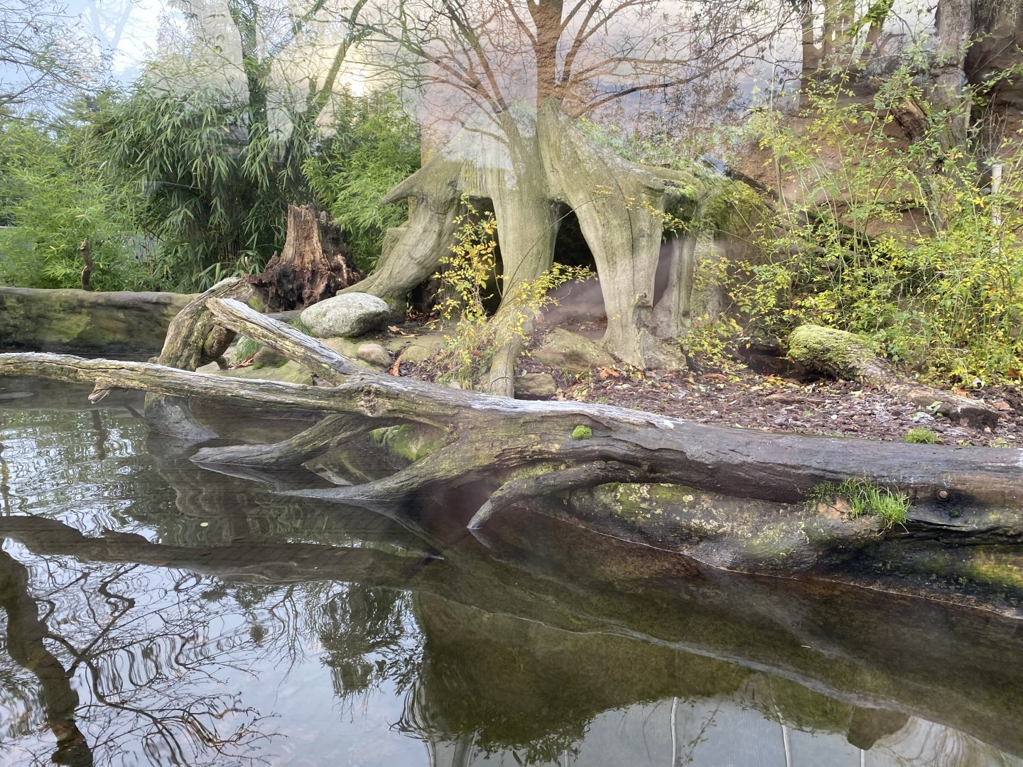 Rio Negro - Giant otter outdoors 011219